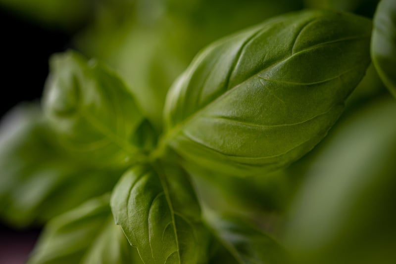 Basil plant