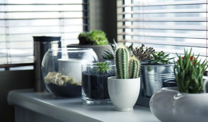 Succulent plants